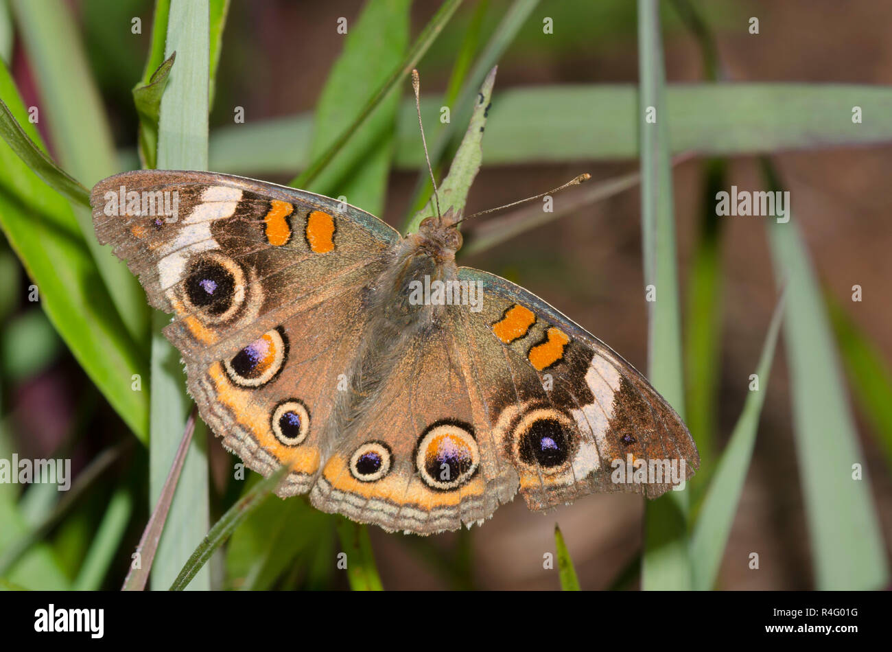 Comune di Buckeye, Junonia coenia, sbiadito e usurato Foto Stock