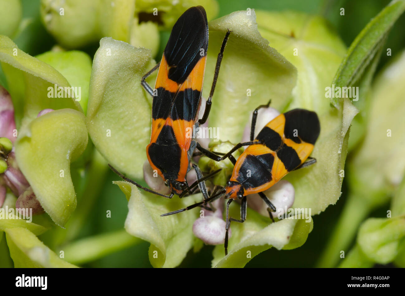 Grandi Milkweed bug, Oncopeltus fasciatus, sul verde, milkweed Asclepias viridis Foto Stock