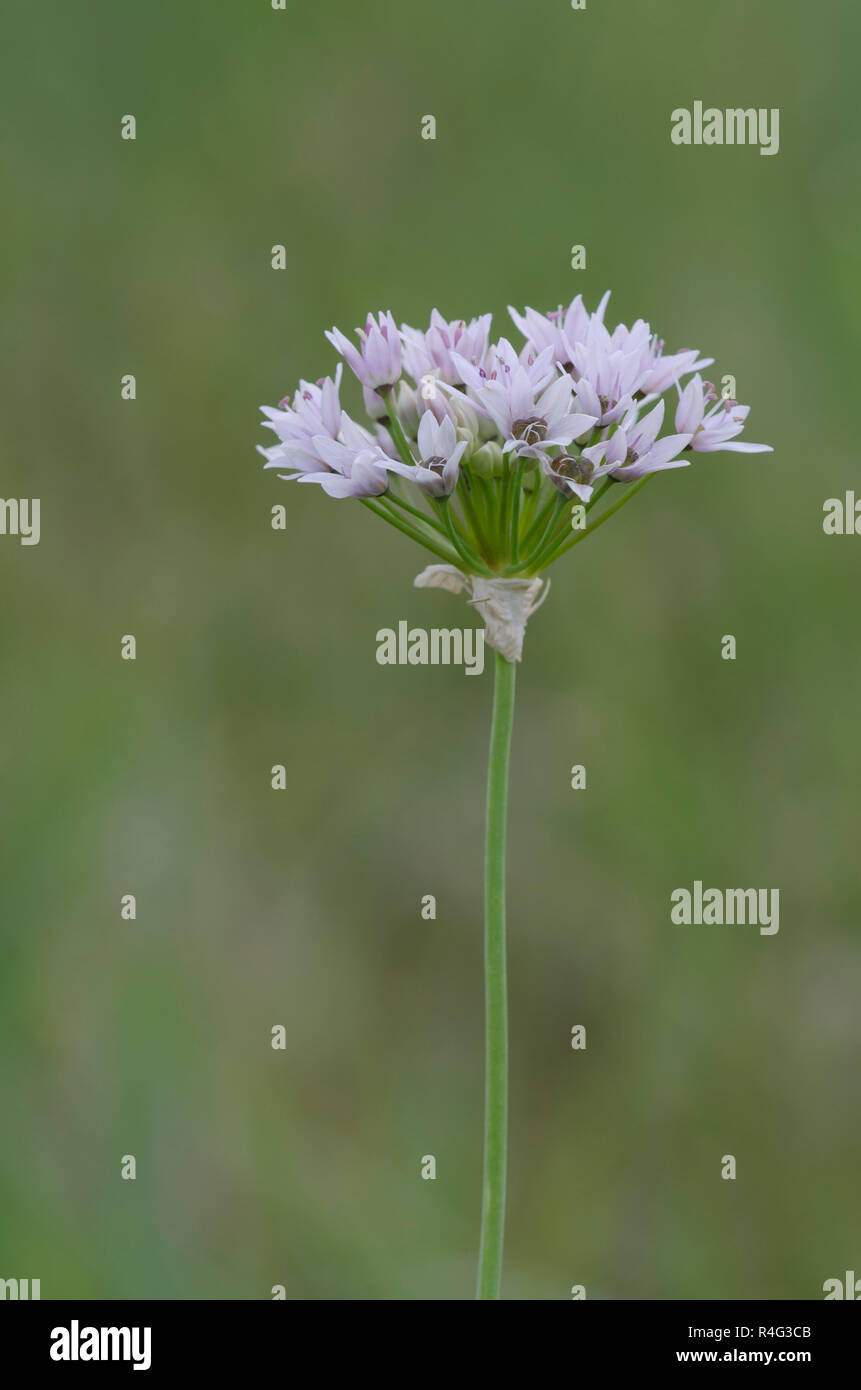 Prato, aglio Allium canadense Foto Stock