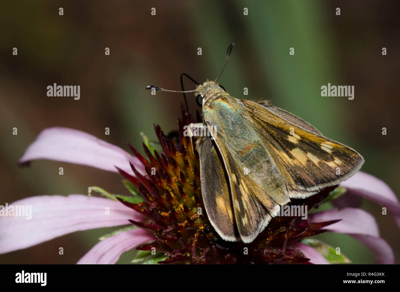 Skipper tratteggiata, Hesperia attalus, femmina su purple coneflower, Echinacea angustifolia Foto Stock