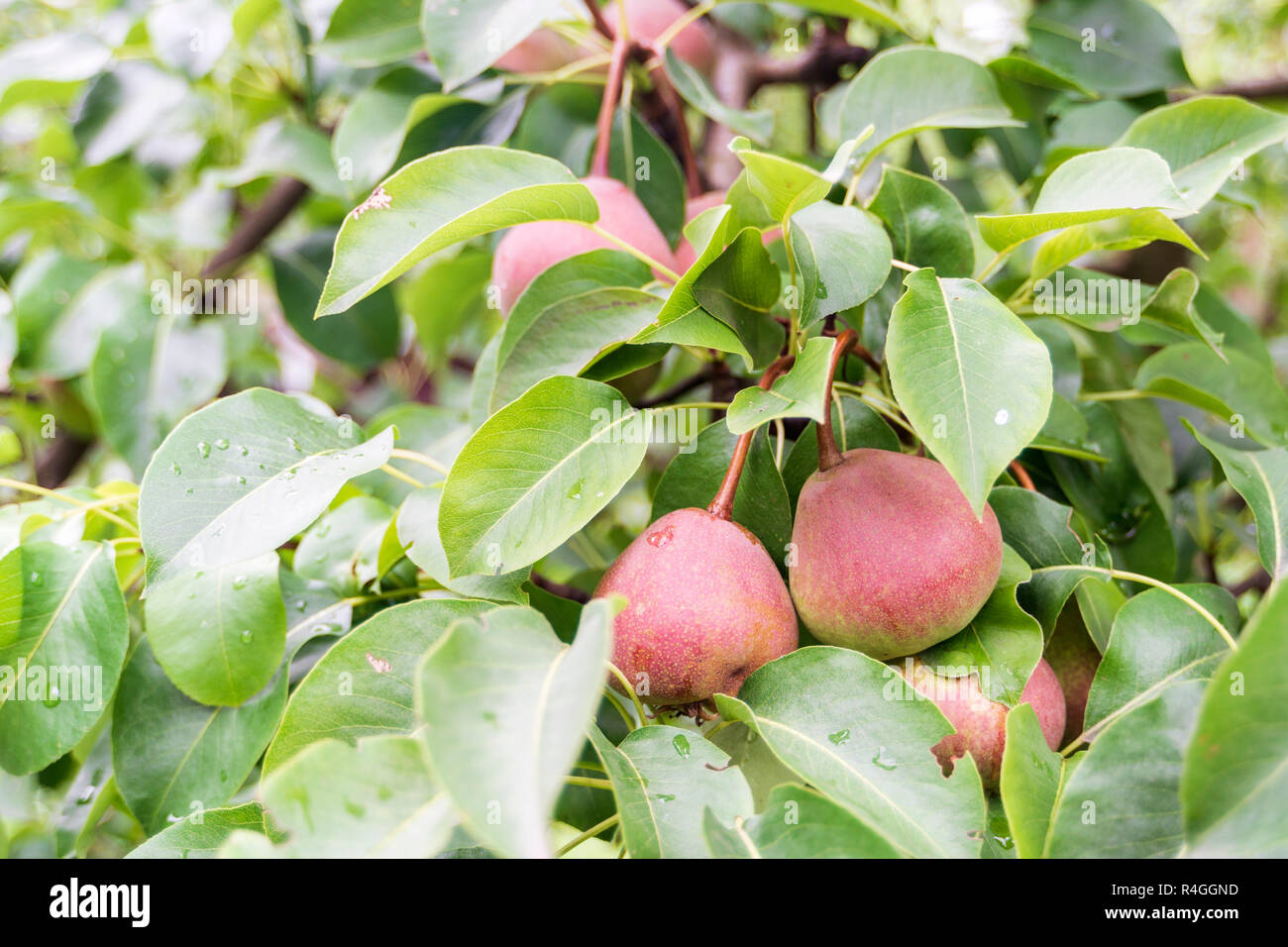 Molte le pere all'interno di maturazione verde rami di alberi da piovosa giornata estiva Foto Stock