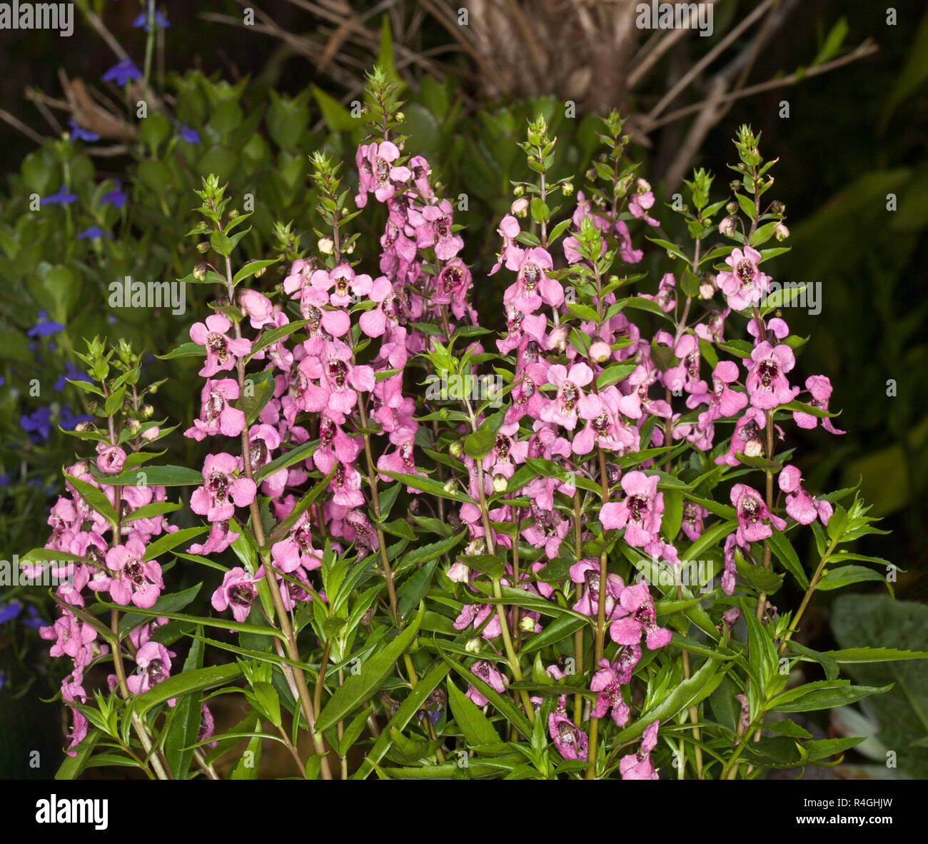 {Fiori di colore rosa di Angelonia angustofolia - Serena mix Foto Stock