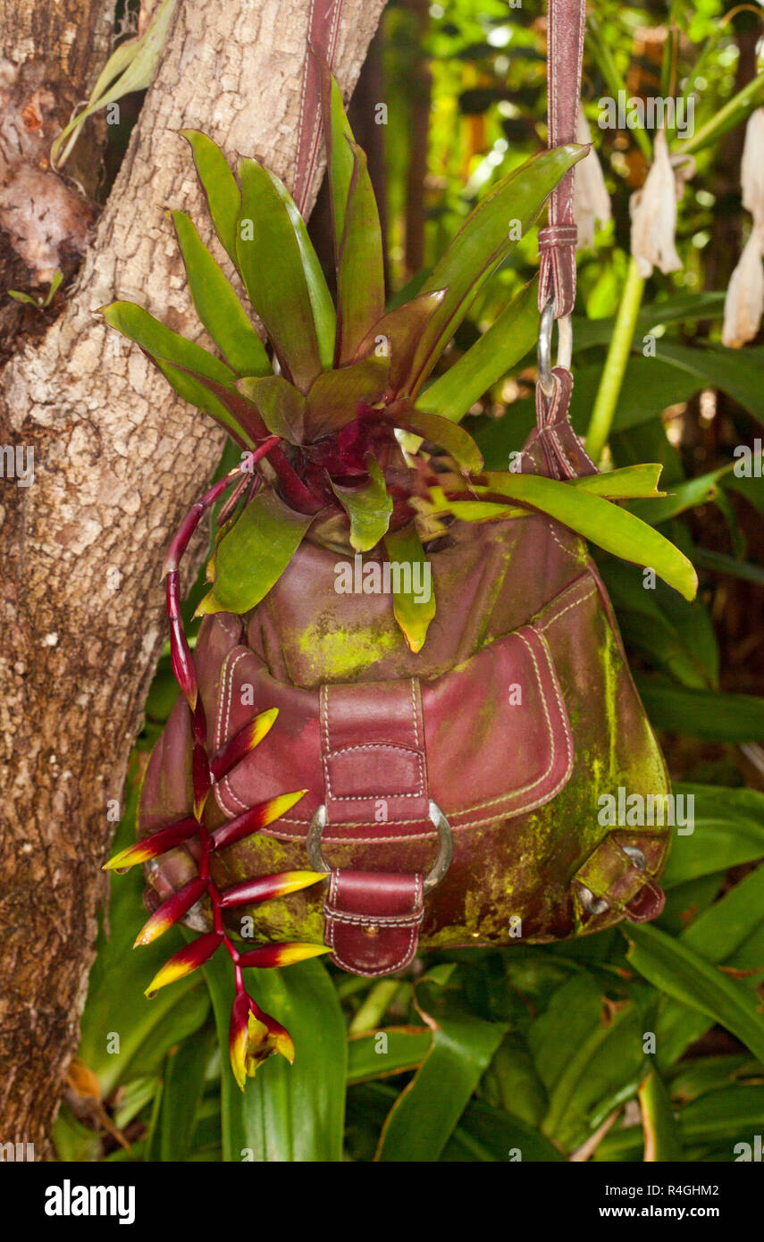 Bromeliad con foglie verdi e insolito appendere rosso e giallo fiore brattee nel contenitore, riciclati in pelle rossa borsa a mano, appeso accanto a tronco di albero Foto Stock