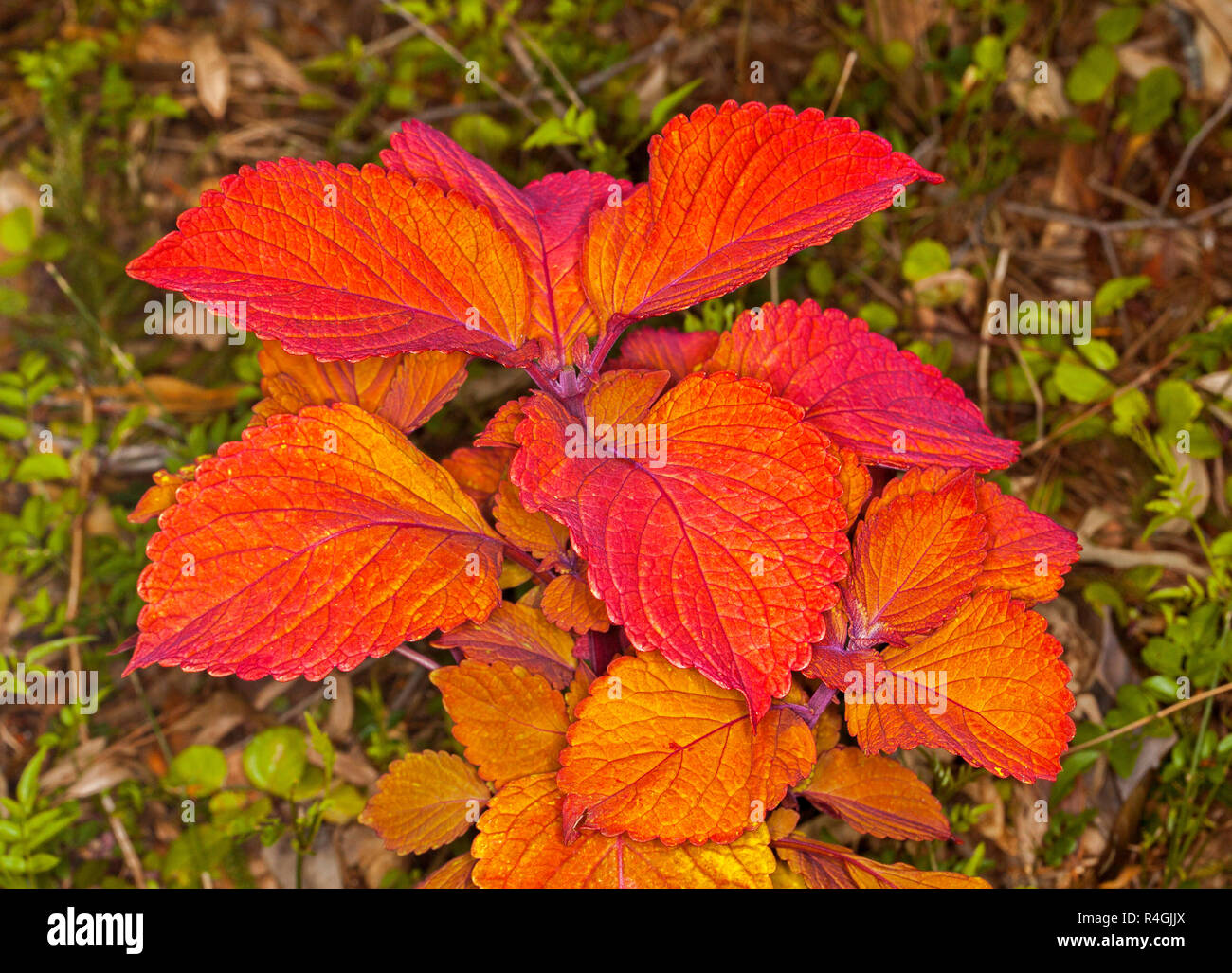 Cluster di insolita abbagliamento luminoso rosso / arancio foglie di coleus, Solenostemon "Campfire", sullo sfondo di piccole foglie verdi di altre piante Foto Stock