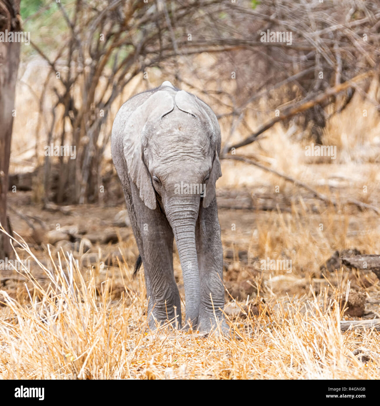 Un elefante africano vitello nel sud della savana africana woodland Foto Stock