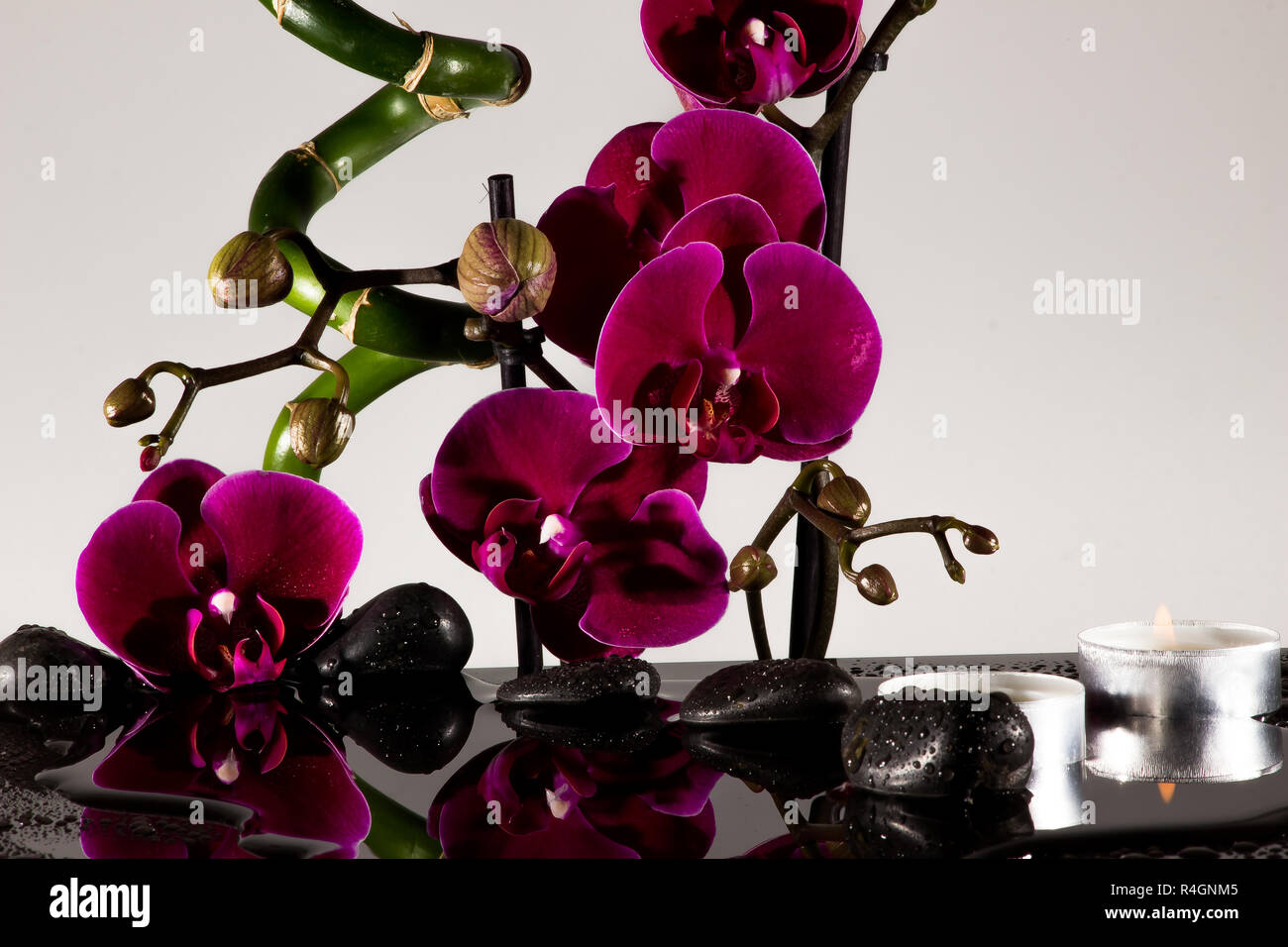 Orchid con bambù e pietre di colore nero Foto Stock