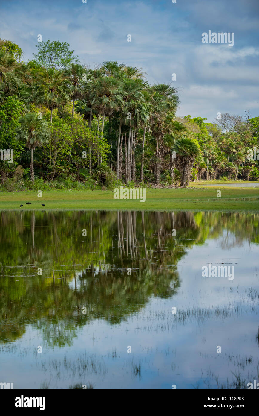 Paesaggio fluviale con palme al Rio Negro, sud del Pantanal, la Fazenda Barranco Alto, Pantanal, Mato Grosso do Sul, Brasile Foto Stock