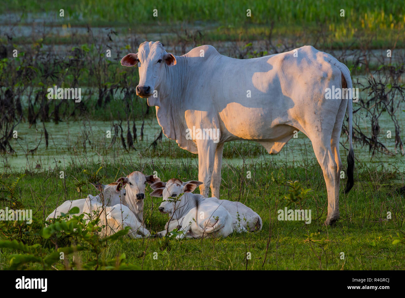 Nelore (Bos taurus indicus) sul pascolo, toro giovane con vitelli, Pantanal, Mato Grosso do Sul, Brasile Foto Stock