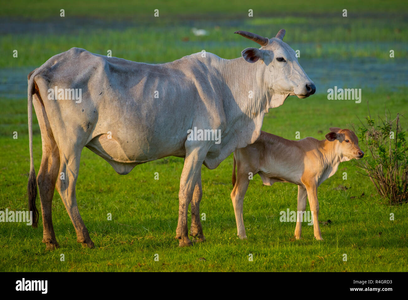Nelore (Bos taurus indicus) sul pascolo, torello con vitello, Pantanal, Mato Grosso do Sul, Brasile Foto Stock