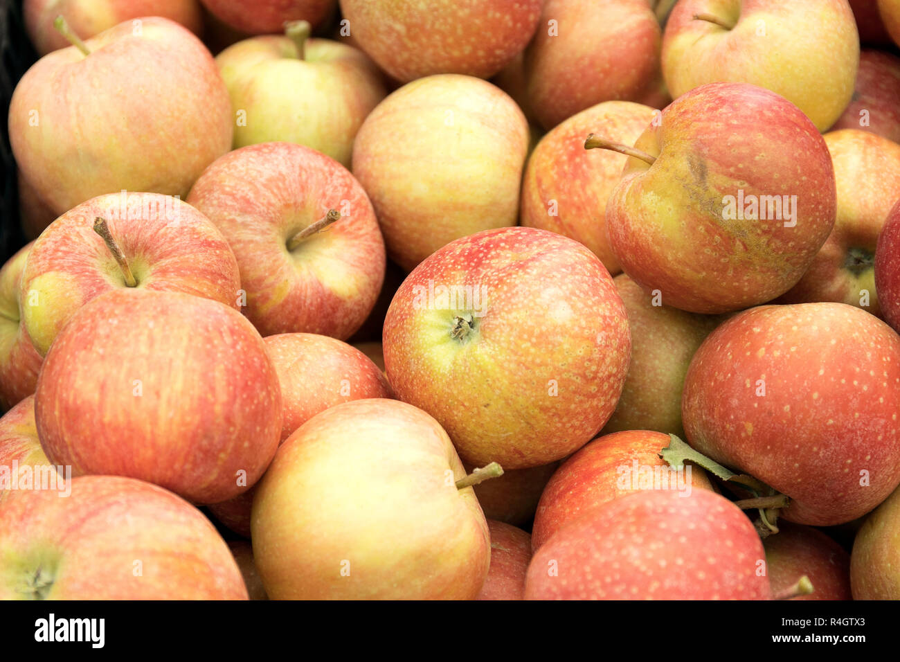 Mele biologiche dello sfondo. Sfondo di cibo. Cibo sano Foto Stock