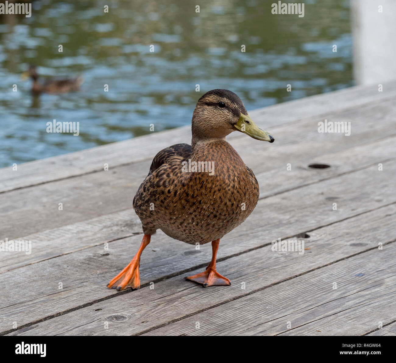 Anatra Mallard su un palcoscenico di legno Foto Stock