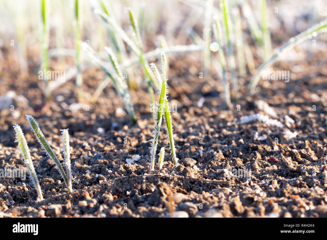 Grano verde nel gelo, close-up Foto Stock