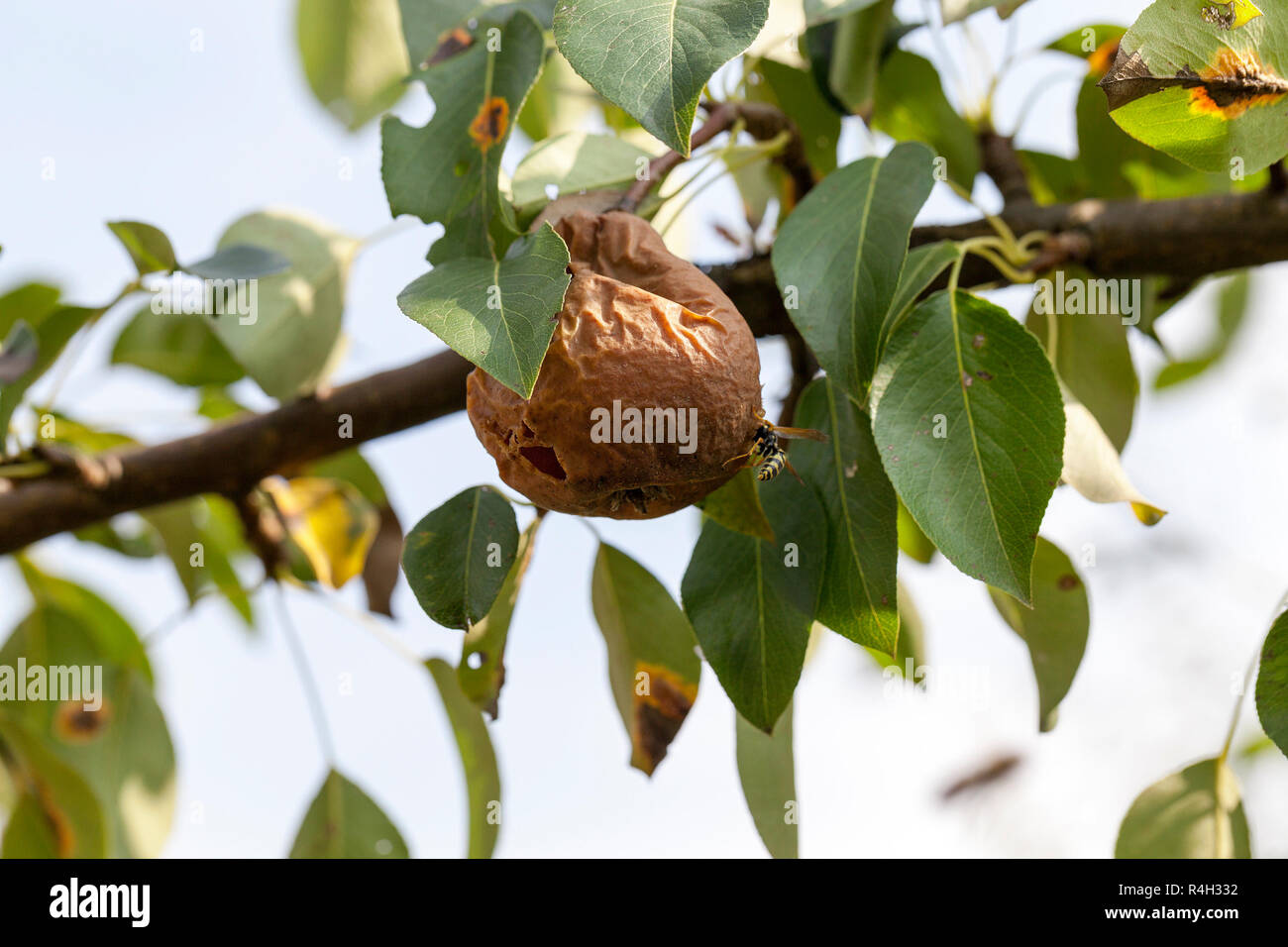 Il marcio pera sull'albero Foto Stock