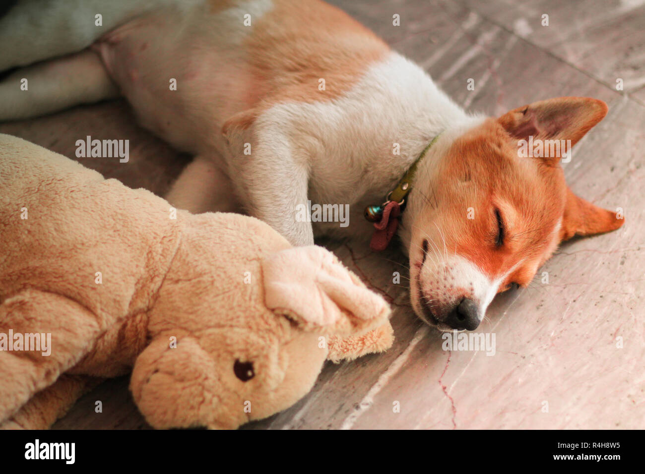 Cani dormire bene accanto a giocattoli simili e l'amore. Foto Stock