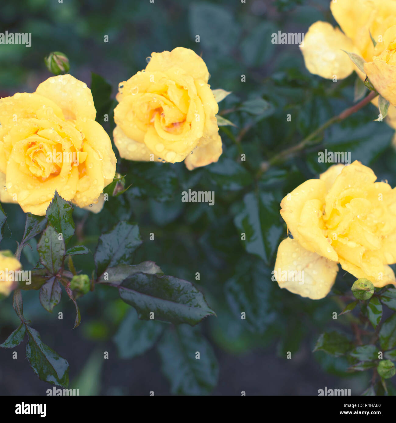 Rosa gialla Bush nel giardino di piante in fiore sfondo sfocato il fuoco selettivo. Vista superiore Foto Stock
