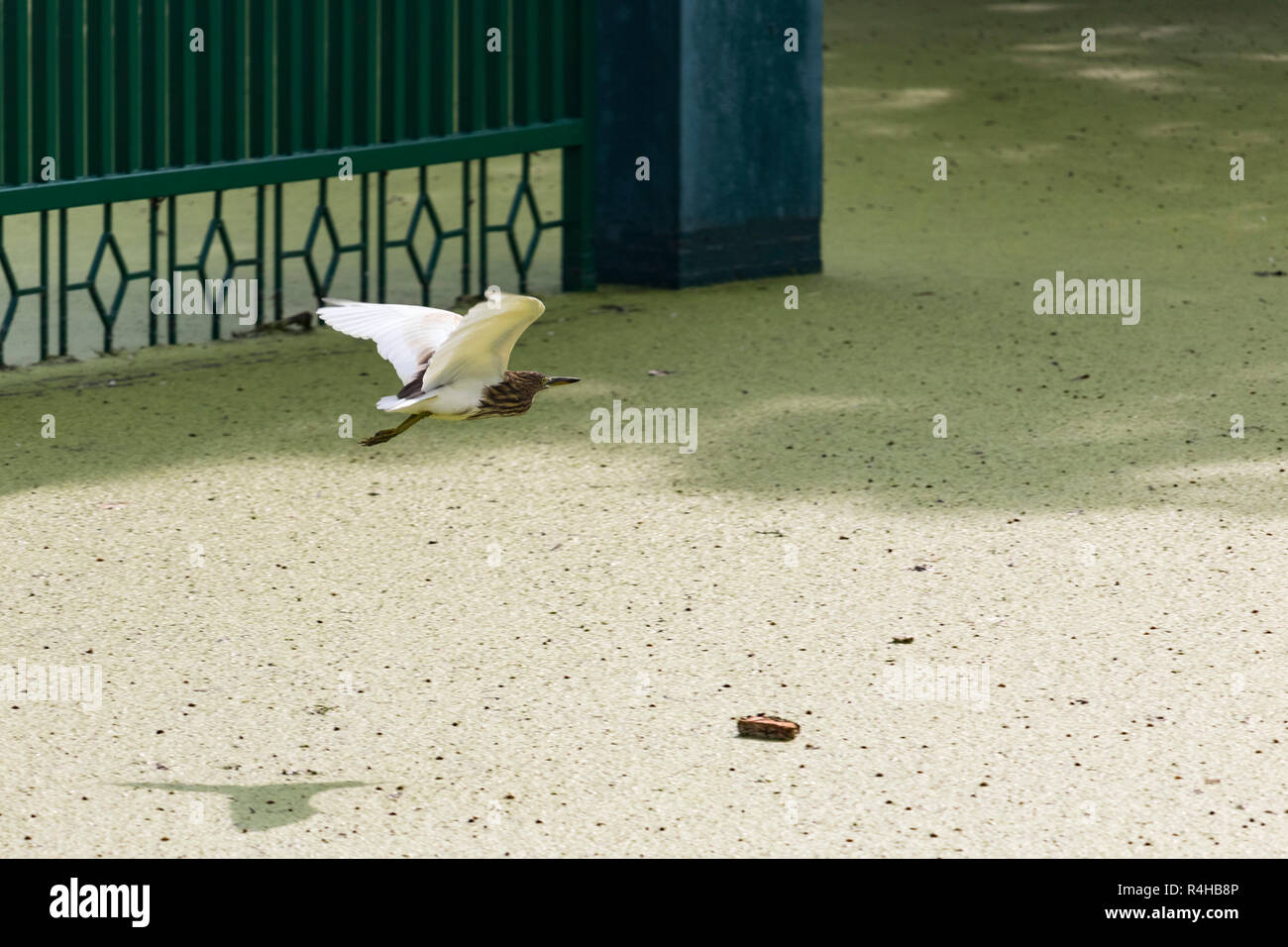 Un verde heron è visto volare sopra acqua di alghe Foto Stock