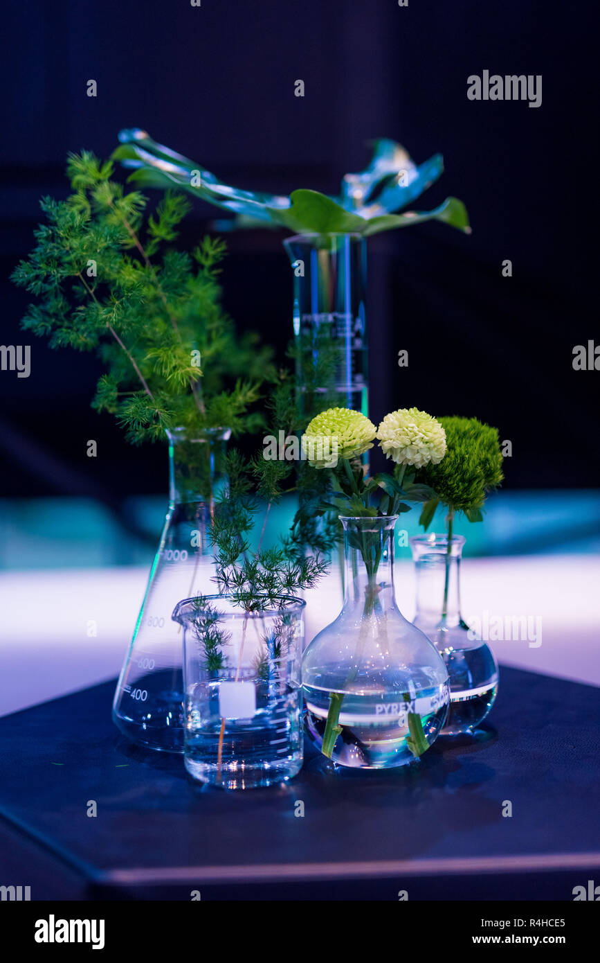 Fai da te fiori e piante verdi in bicchieri di vetro per la decorazione di interni Foto Stock