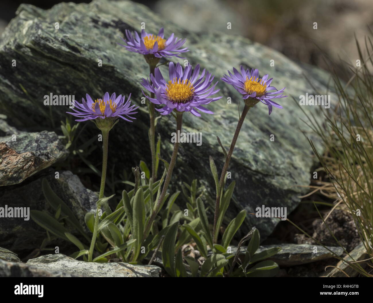 Alpine Aster, Aster alpinus, in fiore alta nelle Alpi Svizzere. Foto Stock