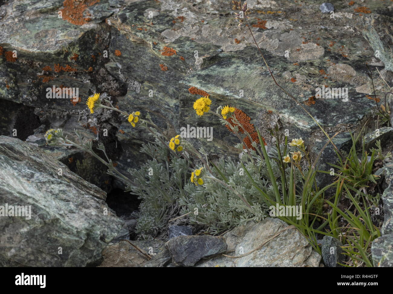 Glacier assenzio, Artemisia glacialis, in fiore ad alta altitudine sul Cervino, Alpi Svizzere. Foto Stock