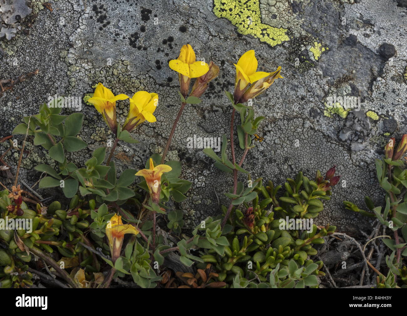 Alpine bird's-piede, trifoglio Lotus alpinus, in fiore nelle Alpi Svizzere. Foto Stock