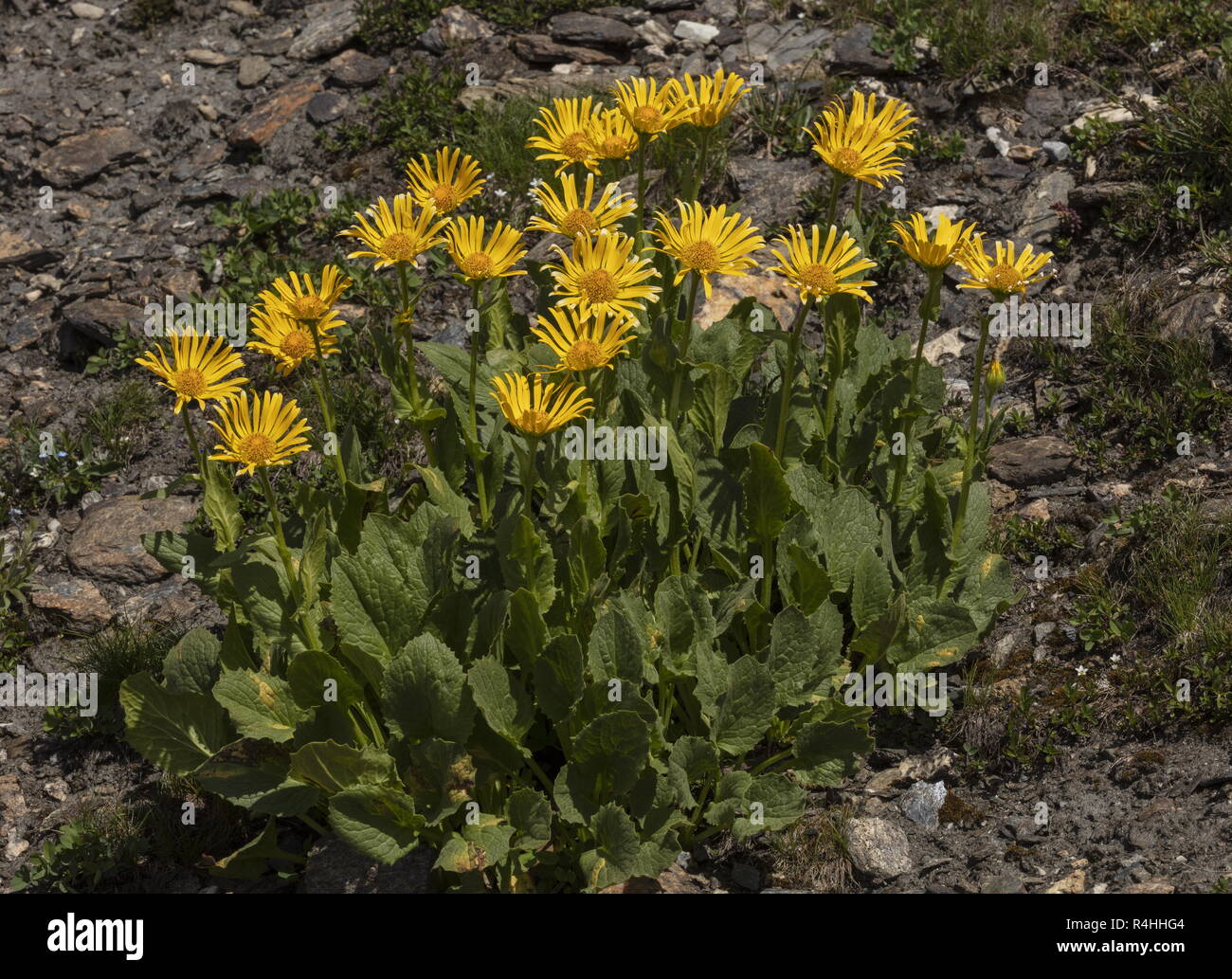 A FIORE GRANDE Leopardi Bane, Doronicum grandiflorum, in fiore alta su pendii montani, Parco Nazionale della Vanoise. Foto Stock