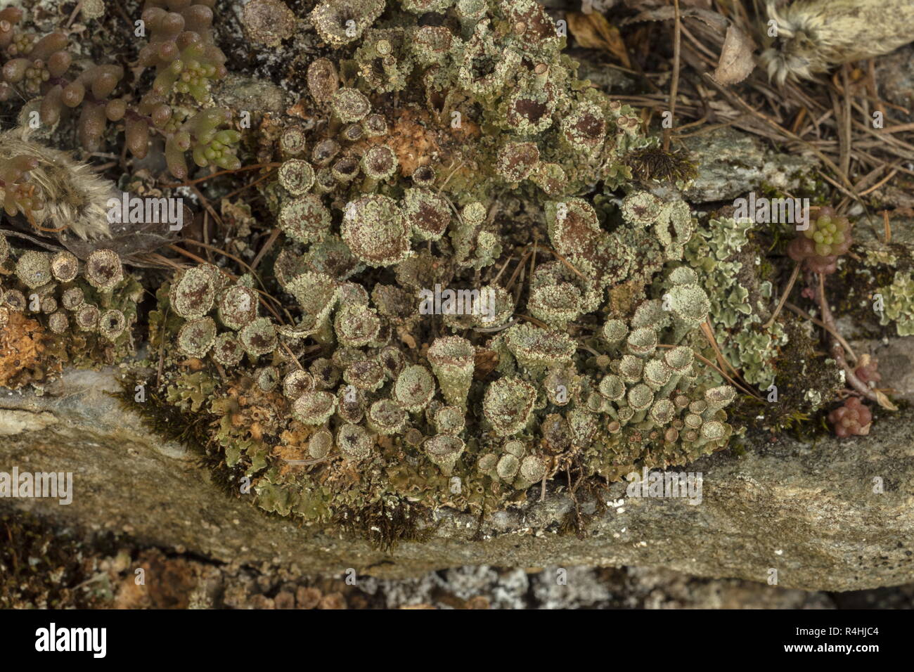 Farinoso Pixie Cup, Cladonia chlorophaea con la fruttificazione tazze. Sul vecchio muro. Foto Stock