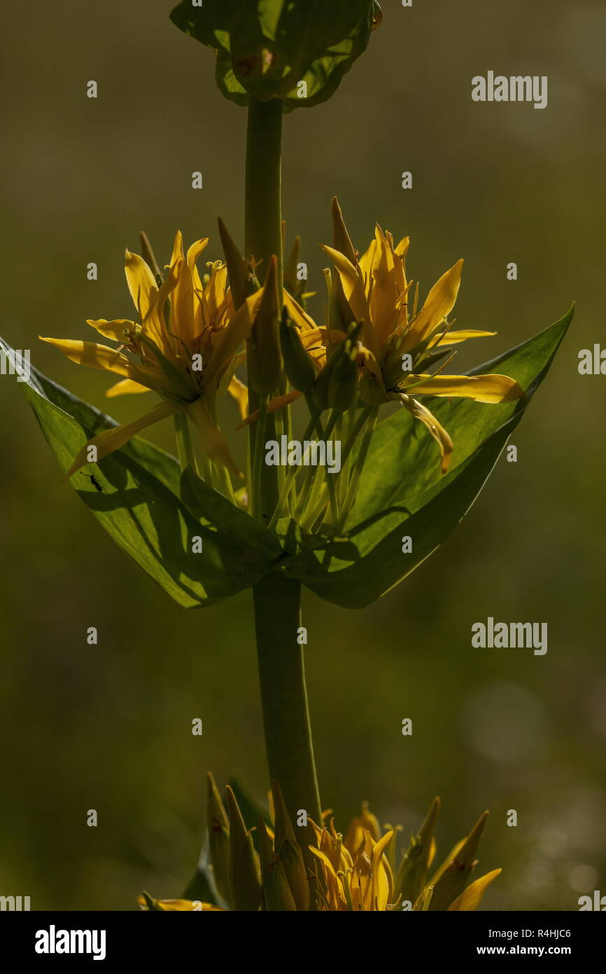 Grande giallo, genziana lutea Gentiana fiori, contro la luce; sulle Alpi francesi. Foto Stock