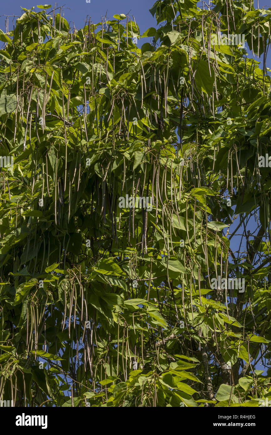 Indian Bean tree, Catalpa bignonioides nella frutta, nella tarda estate. Foto Stock