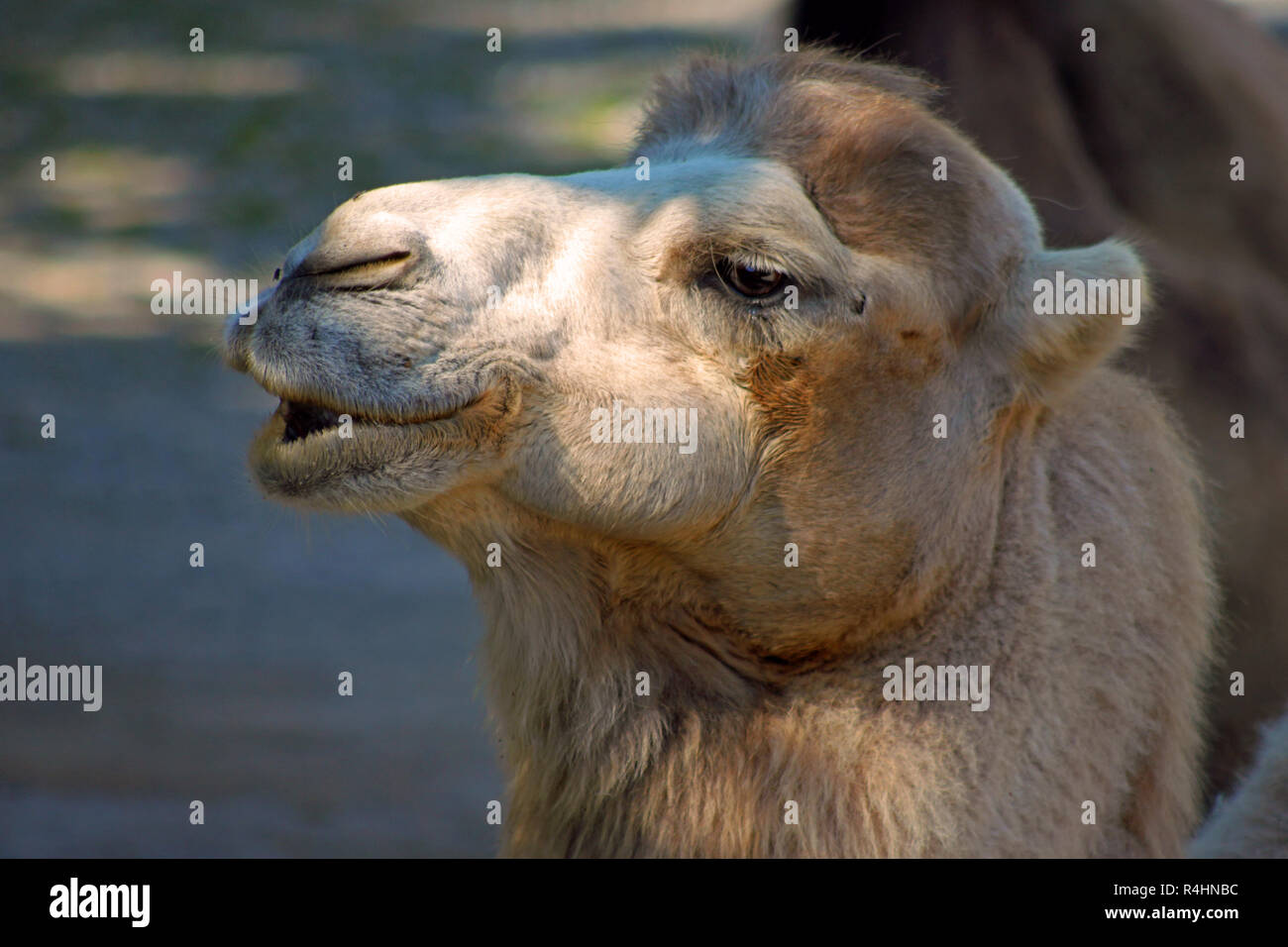 Testa di cammello. Camel guardando nella telecamera Foto Stock
