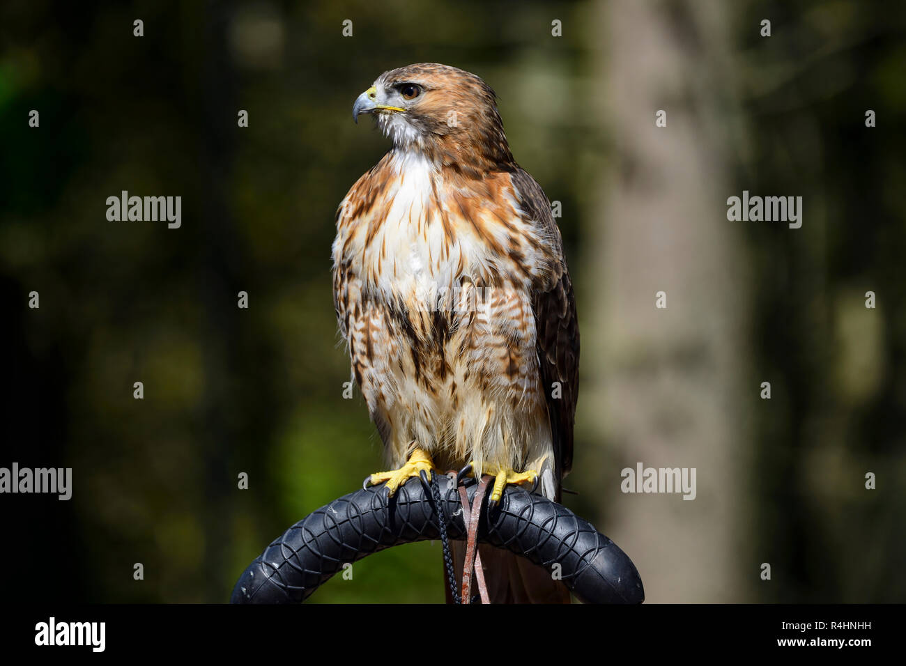 Red Tailed Hawk (Buteo jamaicensis) sul pesce persico al centro rapaci e Blair Drummond Safari Park, vicino a Stirling, Scozia, Regno Unito Foto Stock