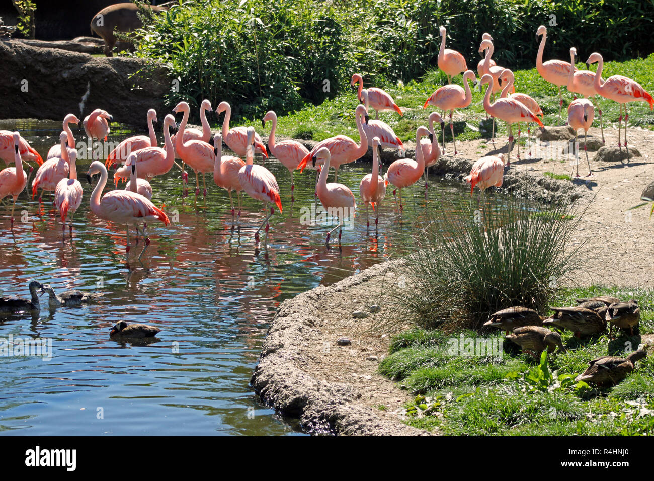 Gruppo di fenicotteri rosa in piedi in un lago Foto Stock
