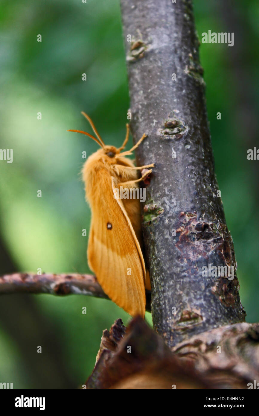 Femmina eggar quercia in attesa di mate appena dopo la sua metamorfosi Foto Stock