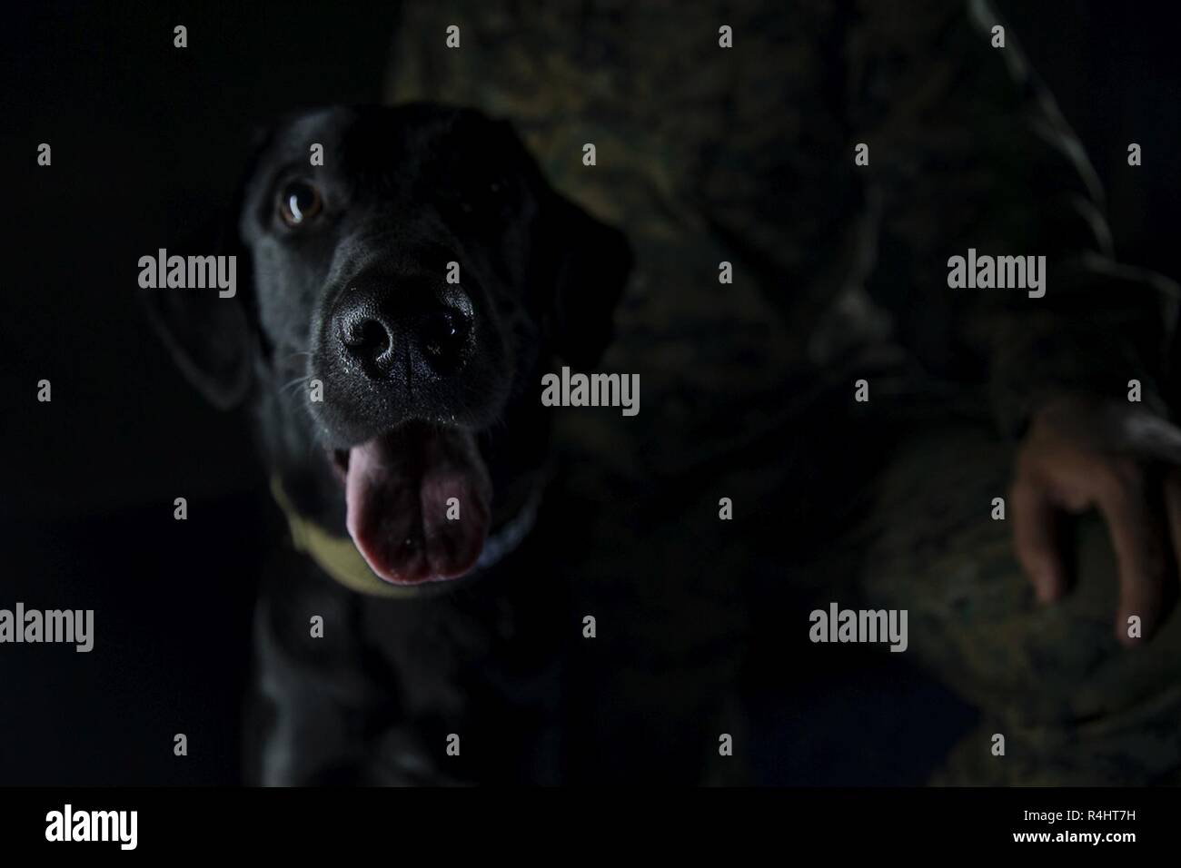 Cpl. Rolando Sulaica, un gestore del cane con il trentunesimo Marine Expeditionary Unit, e Riggs, un 4-anno-vecchio ricerca specializzata cane, sono attualmente distribuiti con il trentunesimo meu a bordo dell'assalto anfibio nave USS Wasp (LHD 1), in corso nel Mare della Cina del Sud, 1 ottobre, 2018. Sulaica, nativo di Carrizo molle, Texas, laureato Carrizo molle High School nel maggio del 2014 prima di arruolamento nel maggio dell'anno successivo. Lavoro militare di cani sostenere il trentunesimo MEU durante il corso di formazione in guarnigione a Okinawa, Giappone e durante la navigazione a bordo di un assalto anfibio nave USS Wasp (LHD 1). I gestori di MWD hanno supporte Foto Stock