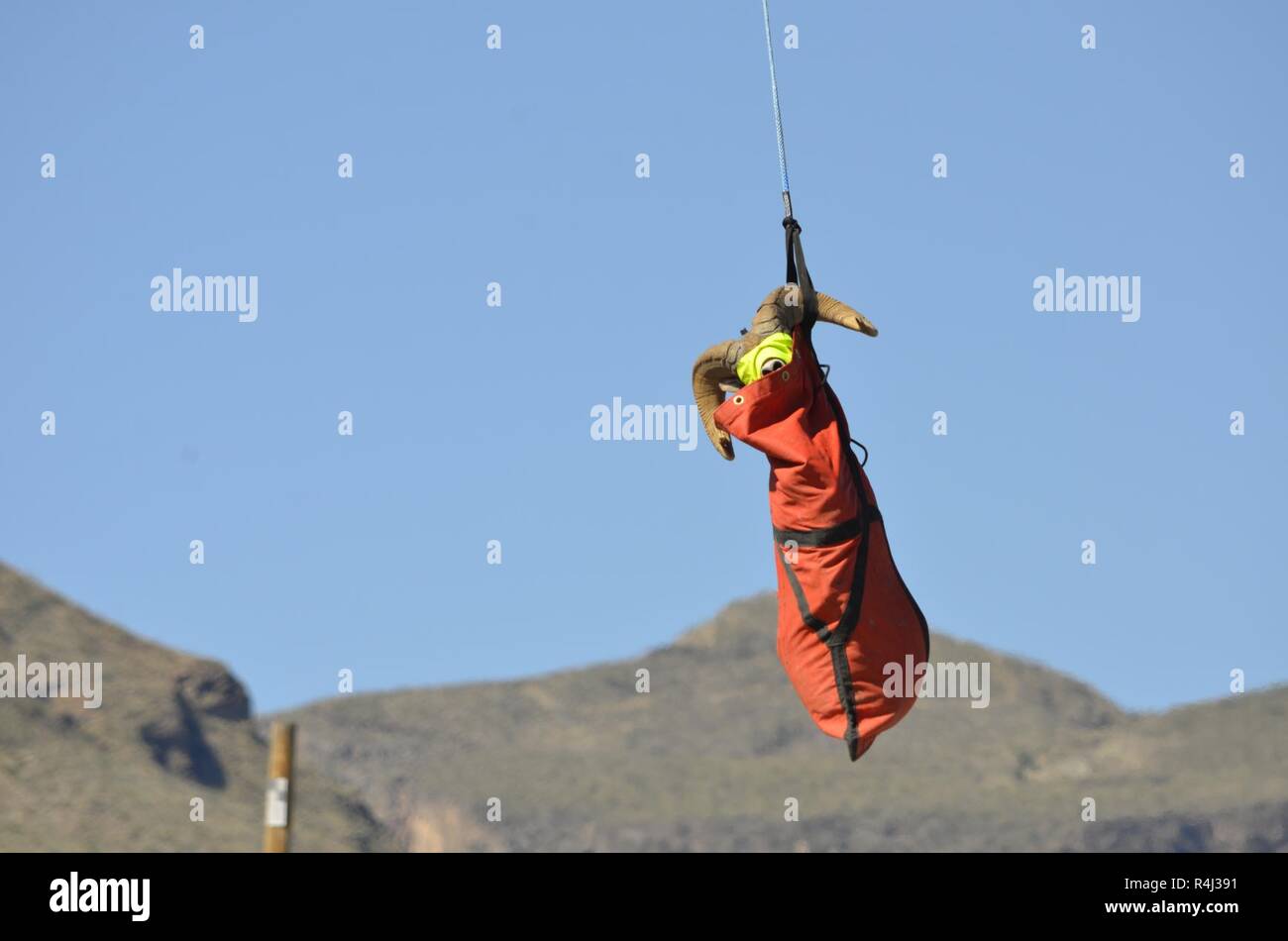 Un grande deserto bighorn ram è trasferito in aereo in per l'elaborazione dopo la cattura. Le pecore dovevano essere trattati con attenzione in modo da non mettere troppo stress su di loro, e questo è il motivo per cui le pecore è gli occhi bendati. Foto Stock