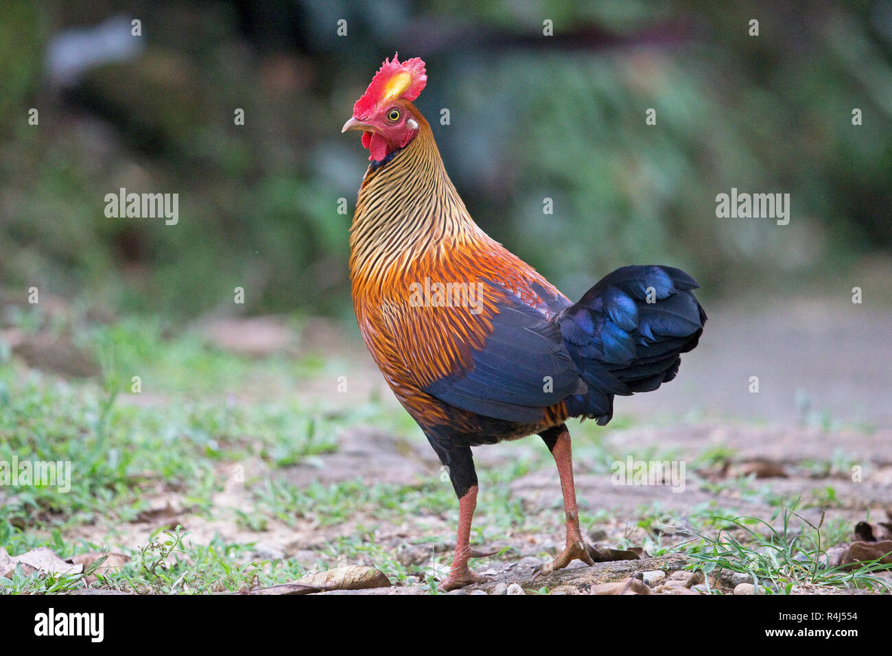 Sri Lanka Junglefowl (Gallus lafayetti) Foto Stock