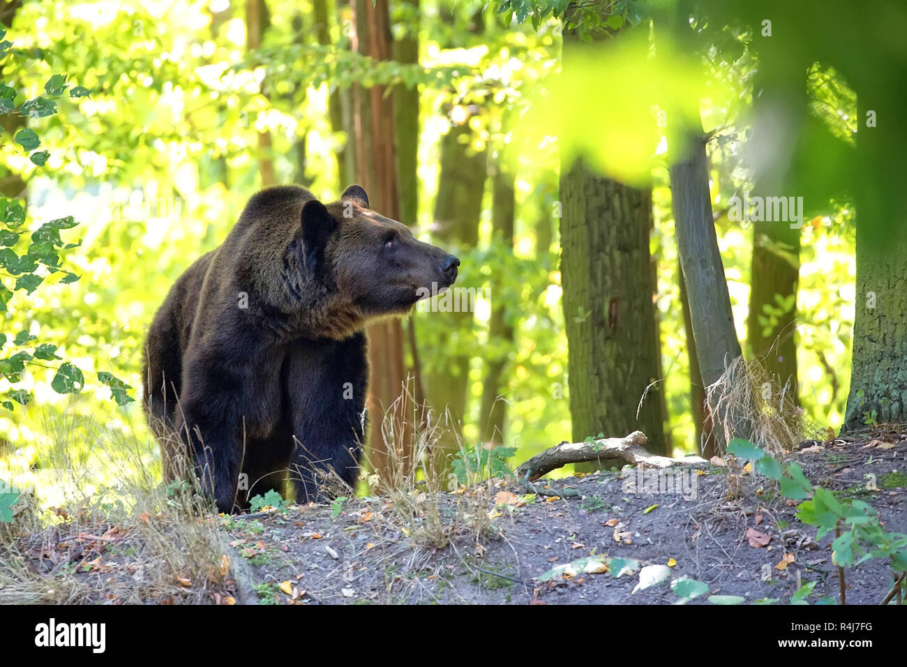 Orso bruno della foresta Foto Stock