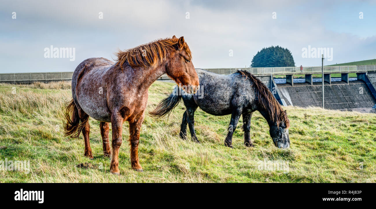 Due coloratissimi Bodmin Moor pony al serbatoio affollata, Cornwall, all'inizio dell'inverno, sia la navigazione nei pressi della diga su una dieta sana dell'erba. Foto Stock