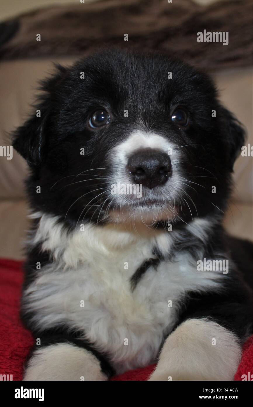 8 settimane vecchio Pedigree, Border Collie cucciolo Foto Stock