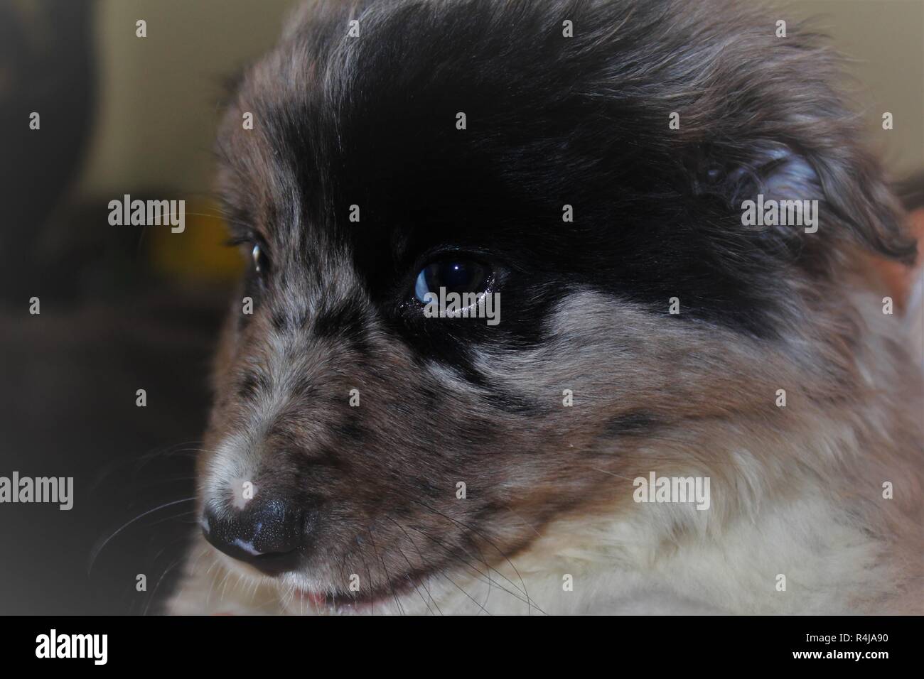 A 8 settimane di età, marrone, Border Collie cucciolo Foto Stock