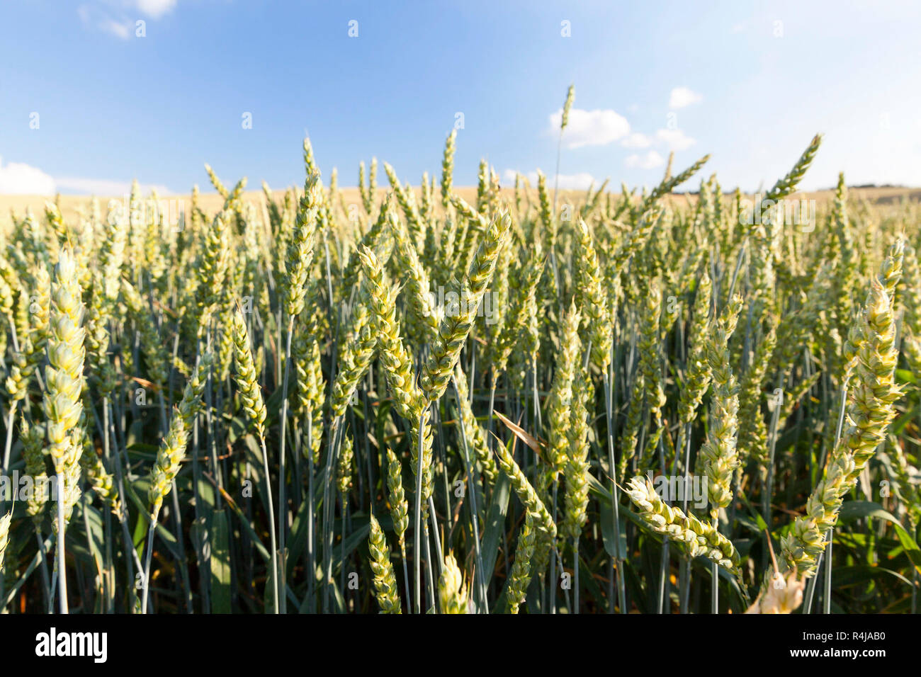 Agricoltura, frumento immaturo Foto Stock