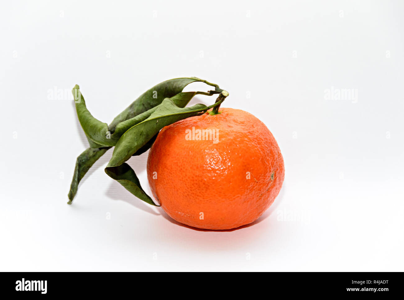 Arancio mandarino (Citrus reticulata) con foglie verdi, vicino isolata. Foto Stock