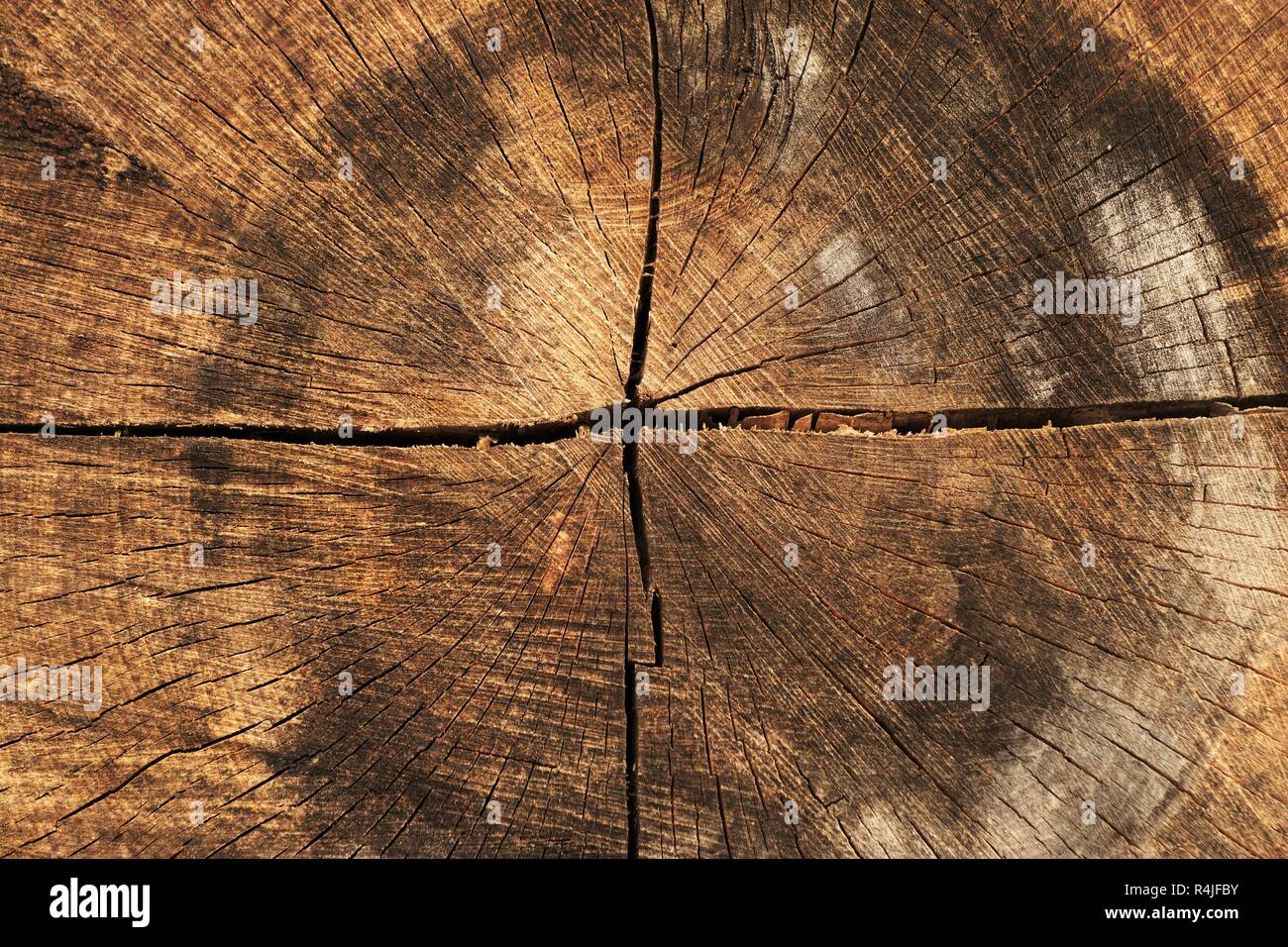 Grande tronco di albero Foto Stock