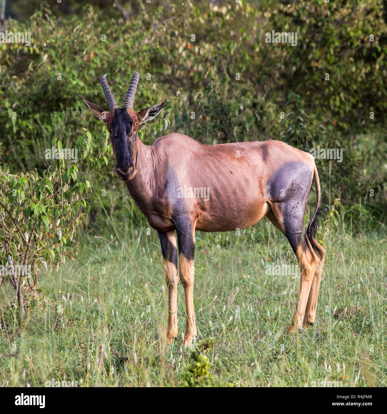 Topi antilopi nella riserva nazionale di Africa, Kenya Foto Stock