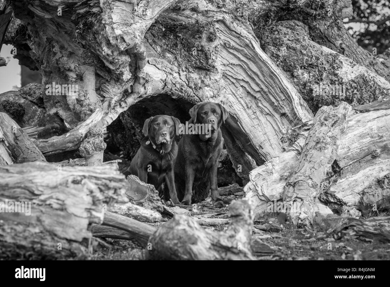 Il cioccolato Labrador cane Foto Stock