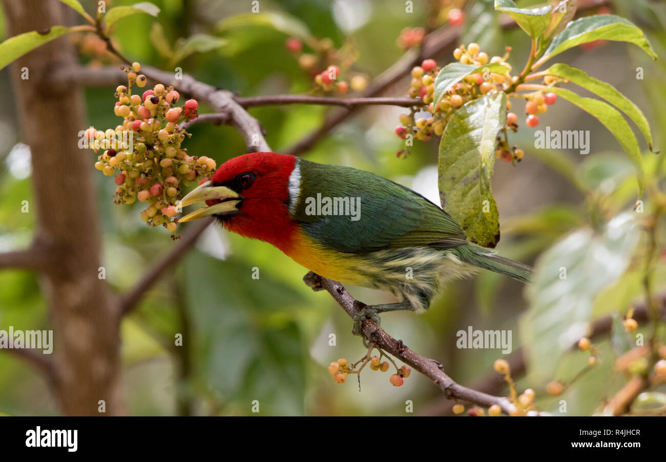 Red-headed Barbet (Eubucco bourcierii) mangiando i frutti di bosco Foto Stock