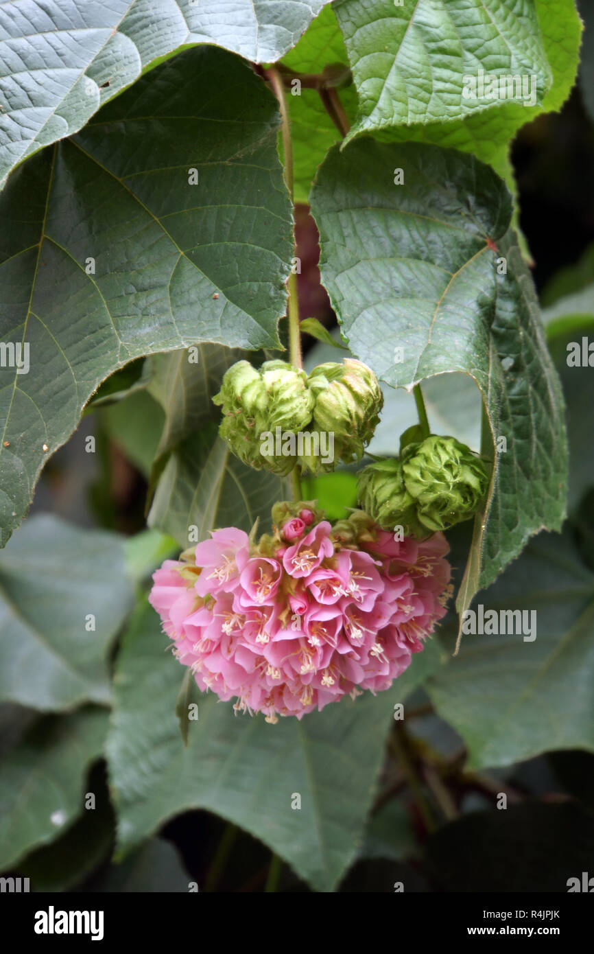 Hydrangea tree (dombeya cacuminum) Foto Stock