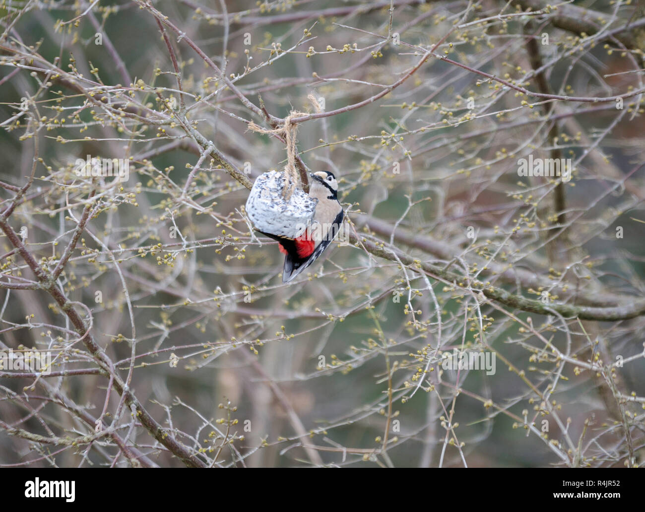 Un grande bosco-pecker sit in tre Foto Stock