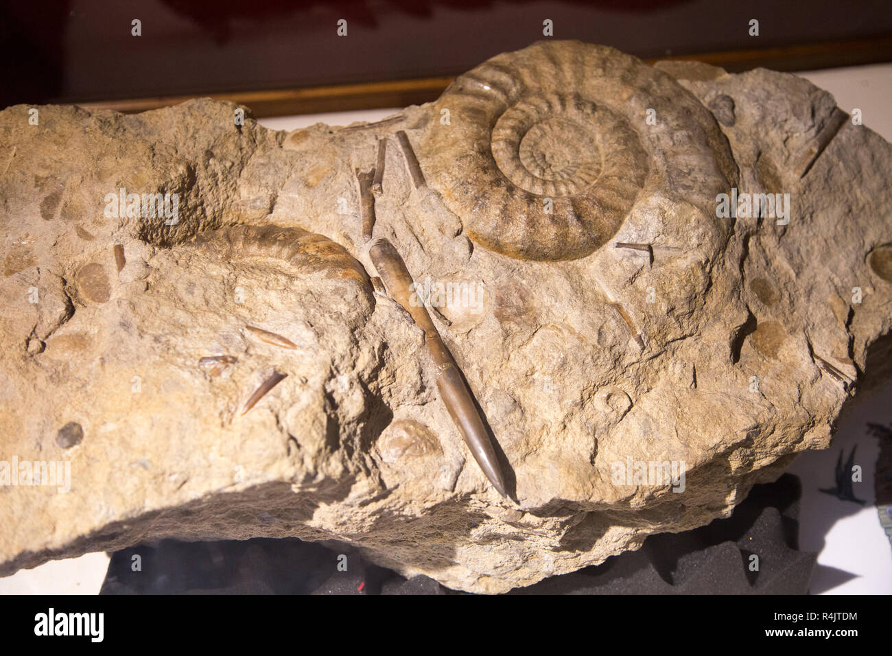 Ammonita e fossili belemnite in Valdani roccia calcarea dalla Clandown, Radstock Museum, Somerset, Inghilterra, Regno Unito Foto Stock