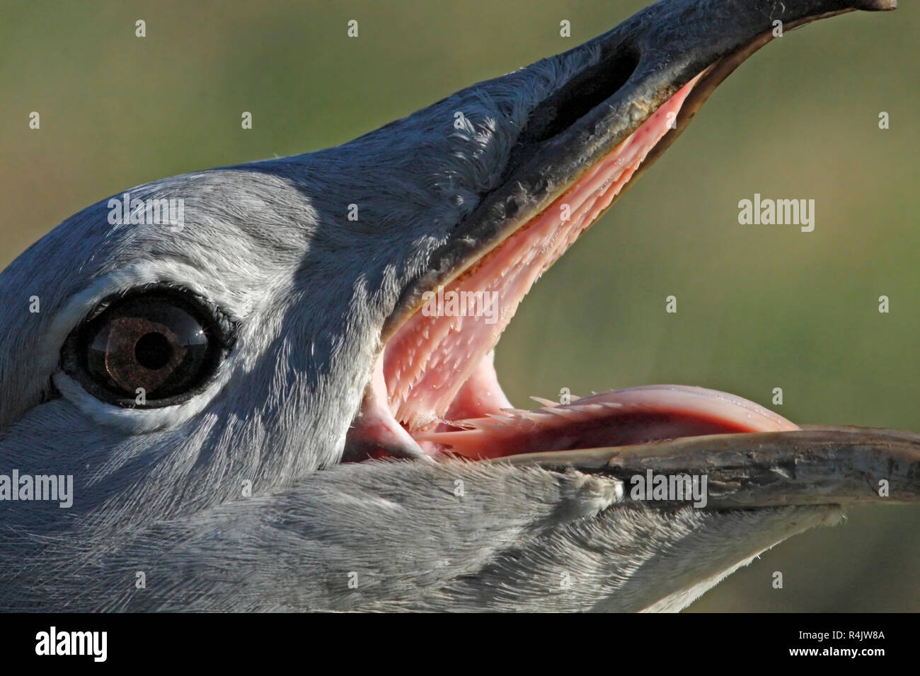 Grande (BUSTARD Otis tarda) Occhi e bocca. Foto Stock
