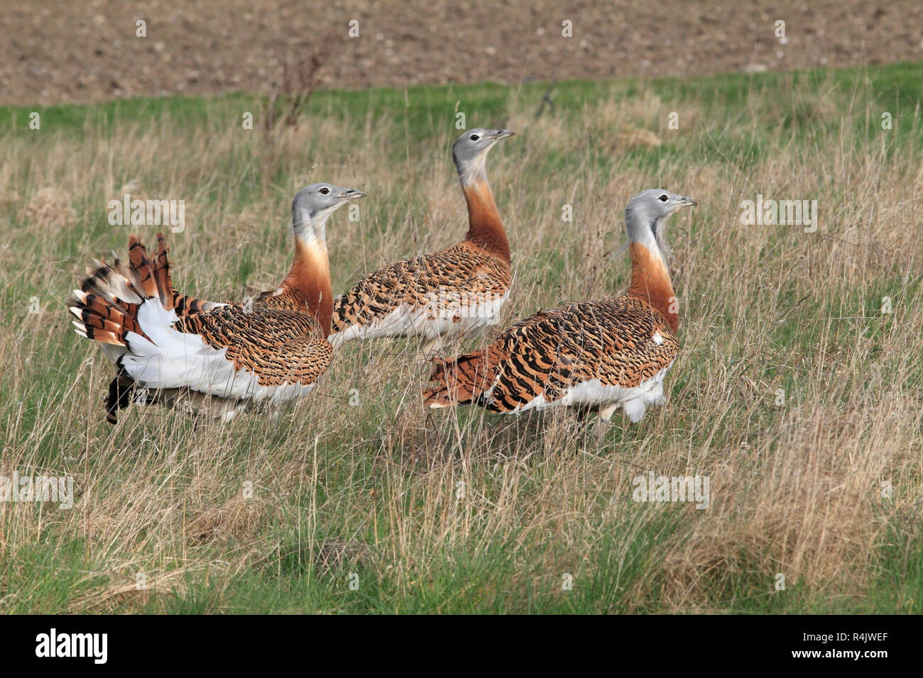 Grande BUSTARDS (Otis tarda) gruppo a piedi attraverso la erba lunga a lek, Salisbury Plain, UK. Foto Stock